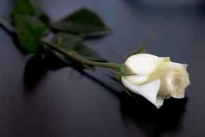 egy szál fehér rózsa