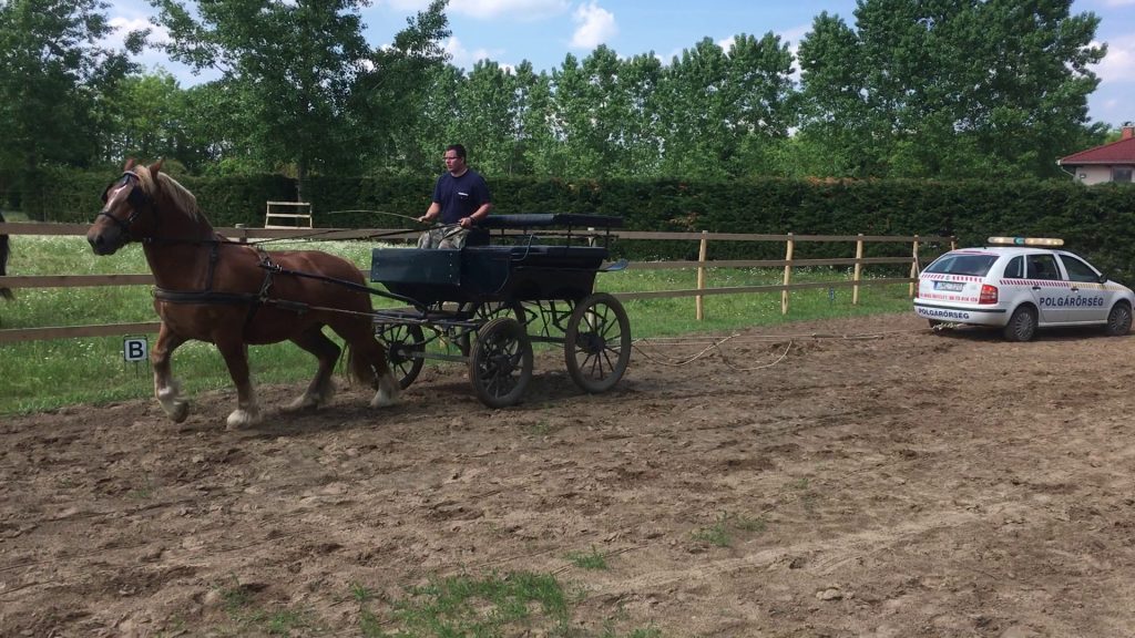 Polgárőr gyakorolja, hogyan kell lovas hintóval elhúzni egy autót