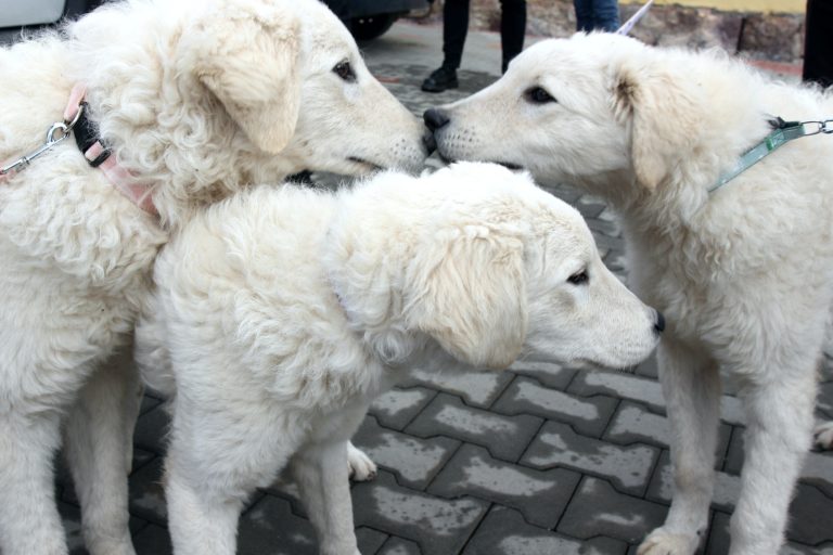 Kuvasz kölykök